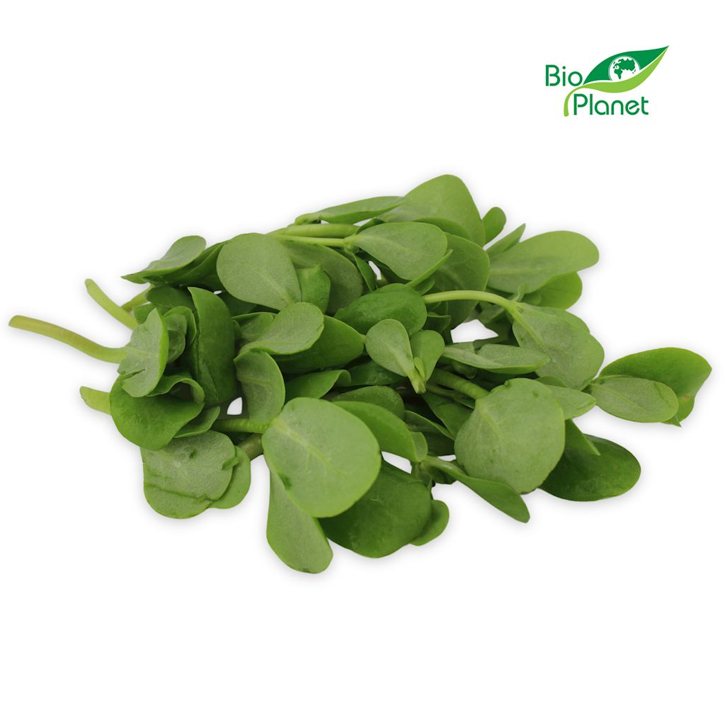 PORTULAKA ŚWIEŻA NIEMYTA BIO (POLSKA) (około 50 g)